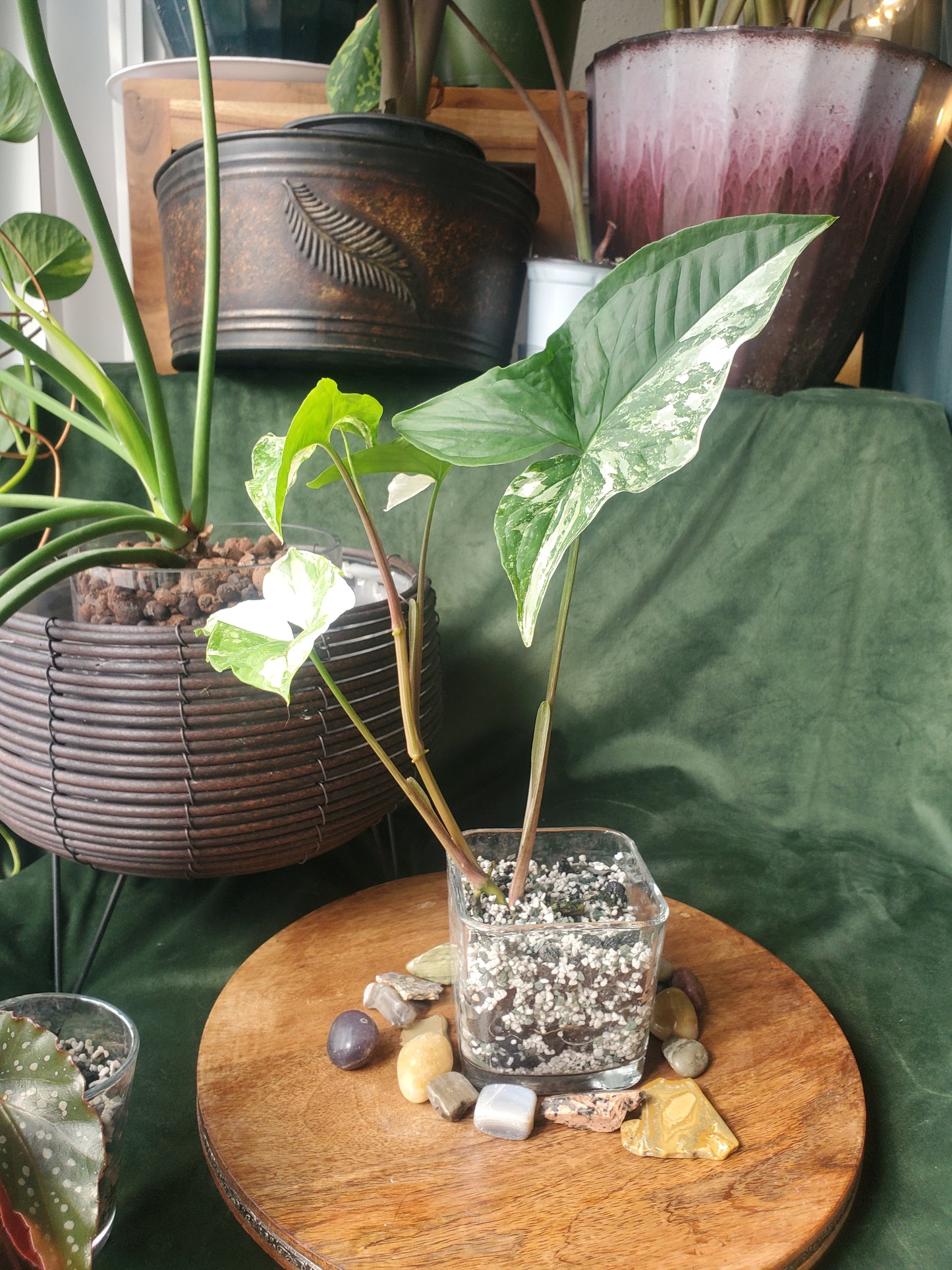 Syngonium Albo