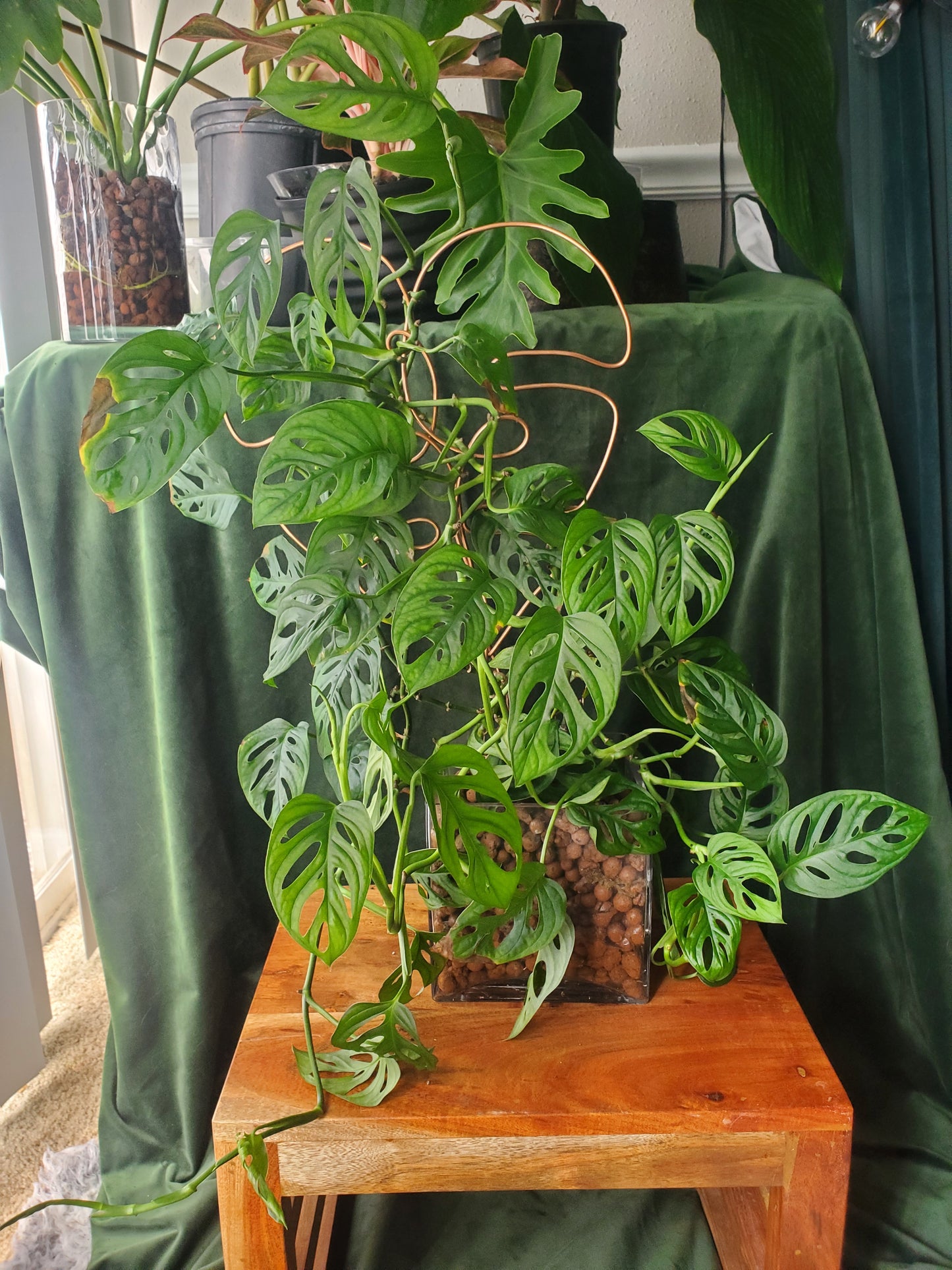 Monstera Adonasaii
