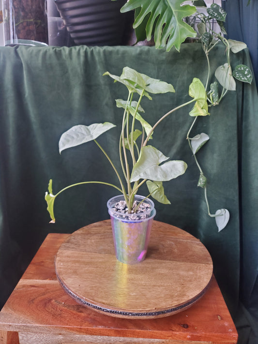 Syngonium White Butterfly