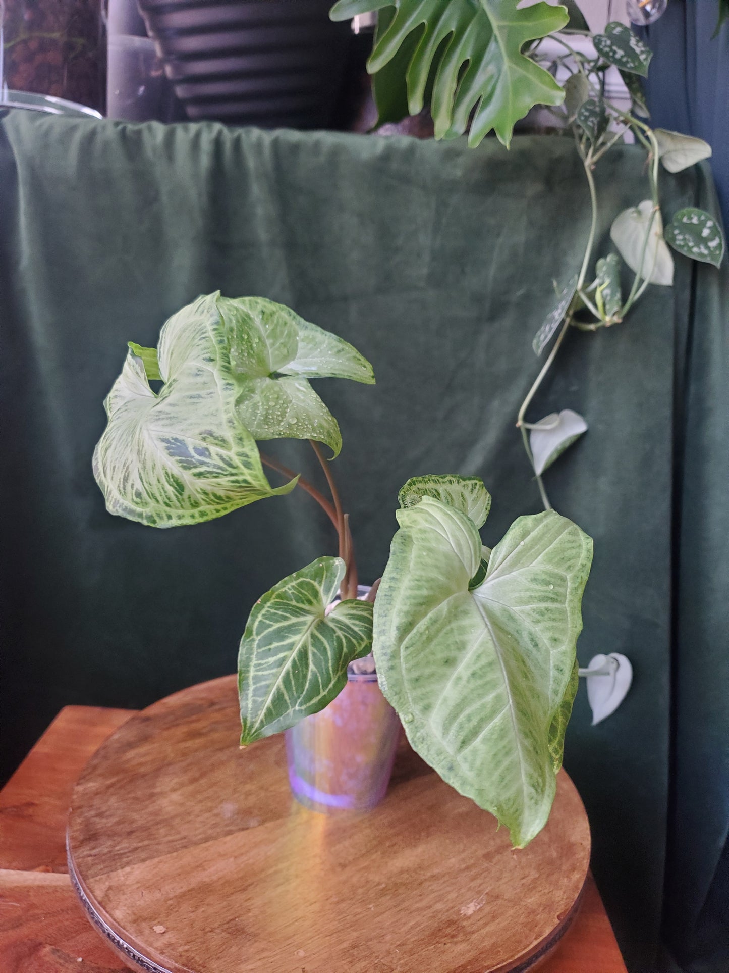 Syngonium Batik