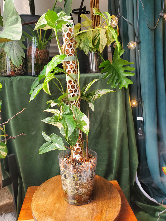 Orchid Box moss poles