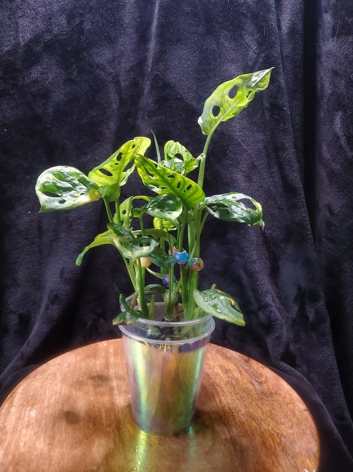 Monstera Adonasaii
