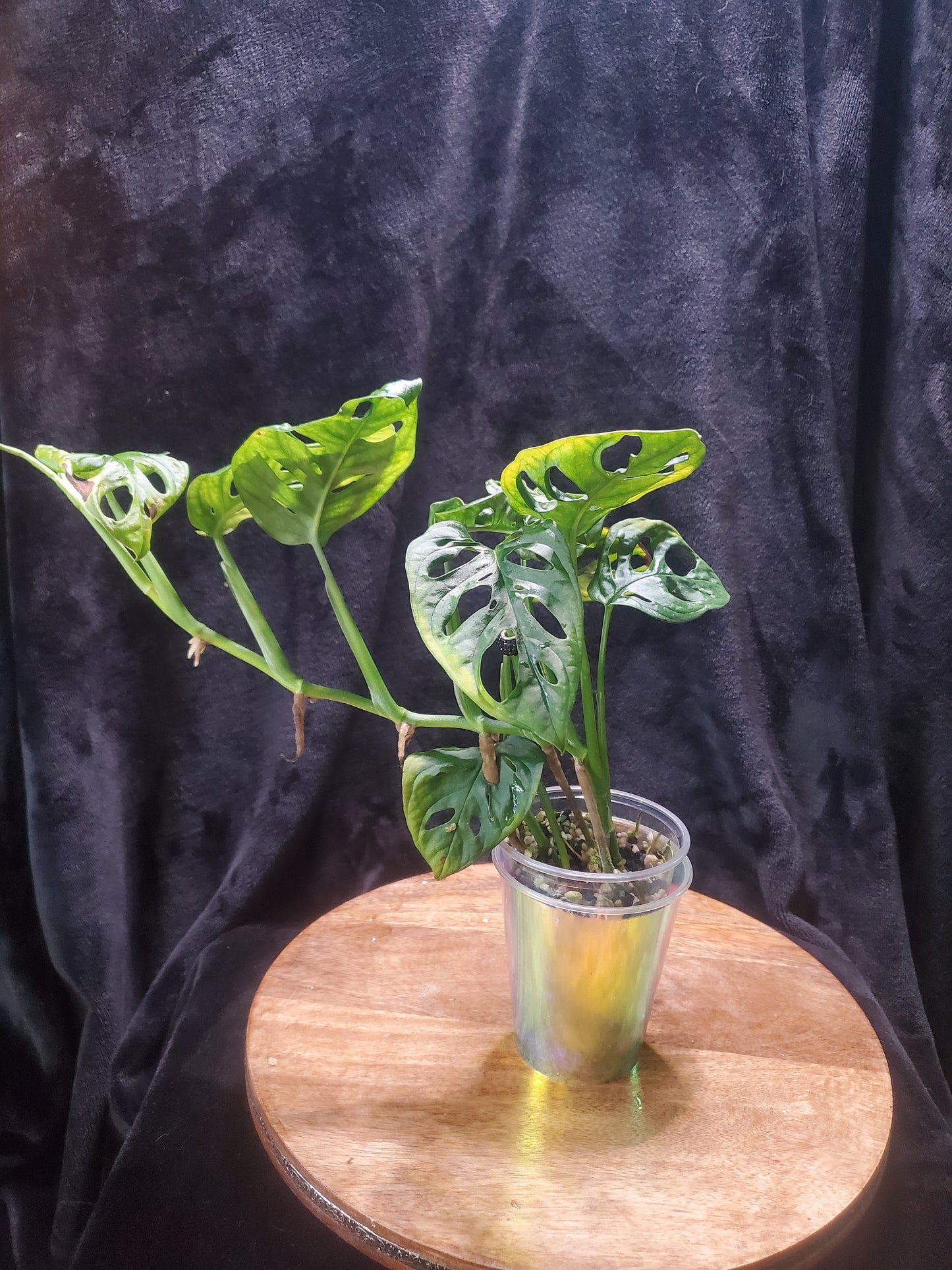 Monstera Adonasaii