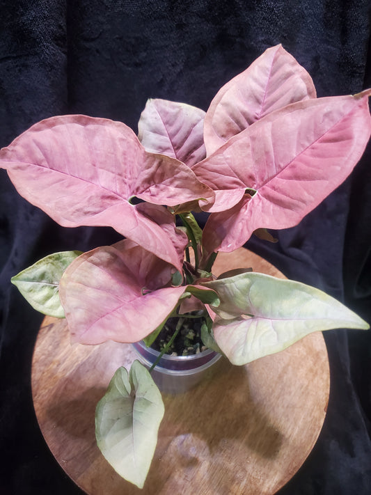 Syngonium pink