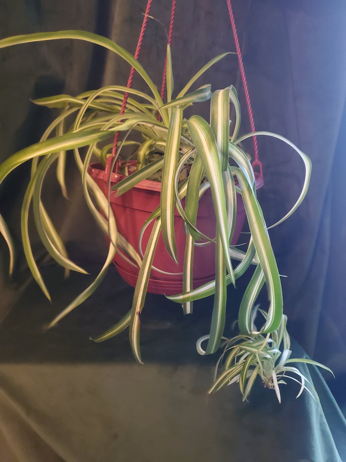Mystery plant