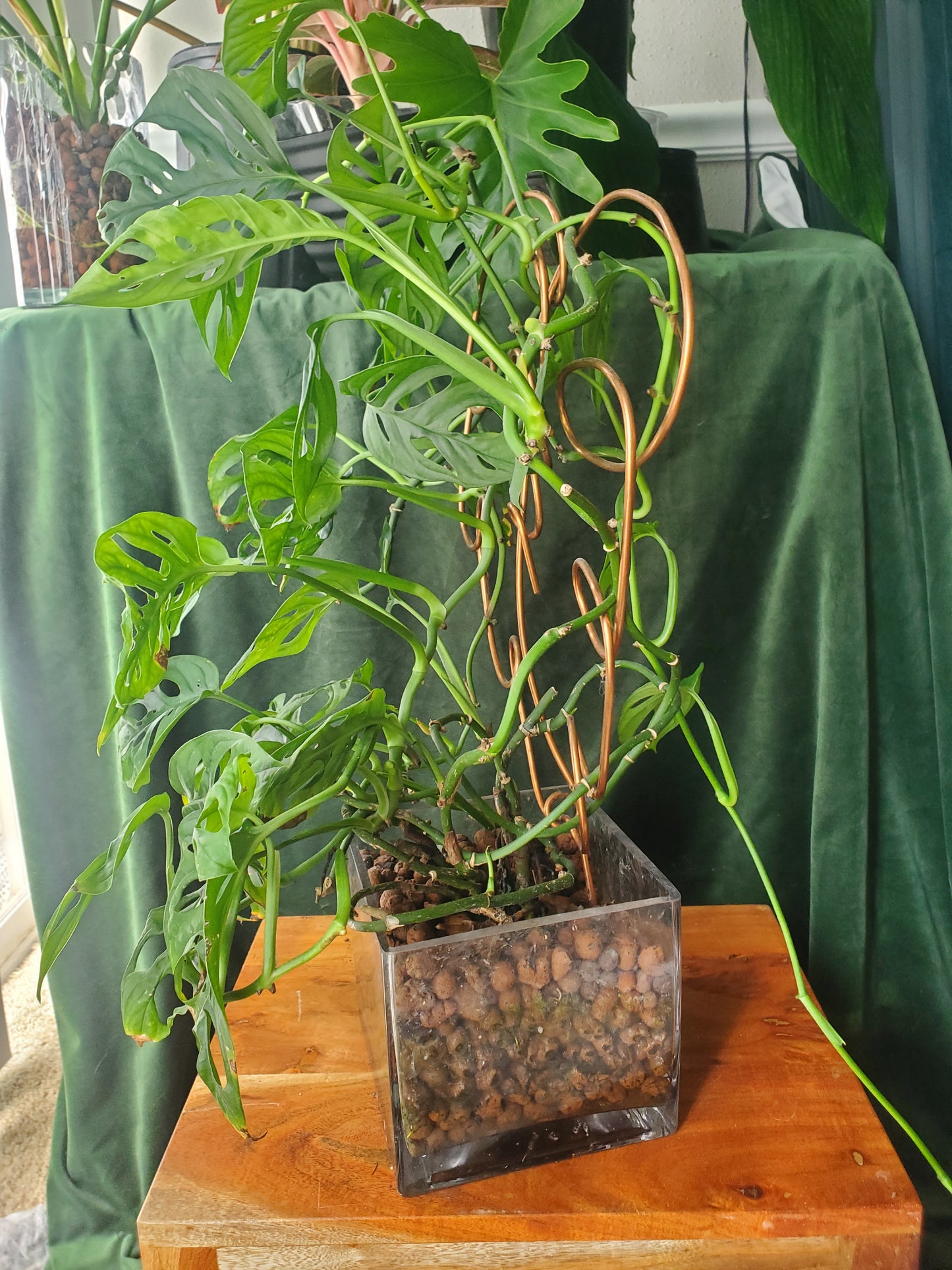 Copper plant trellises